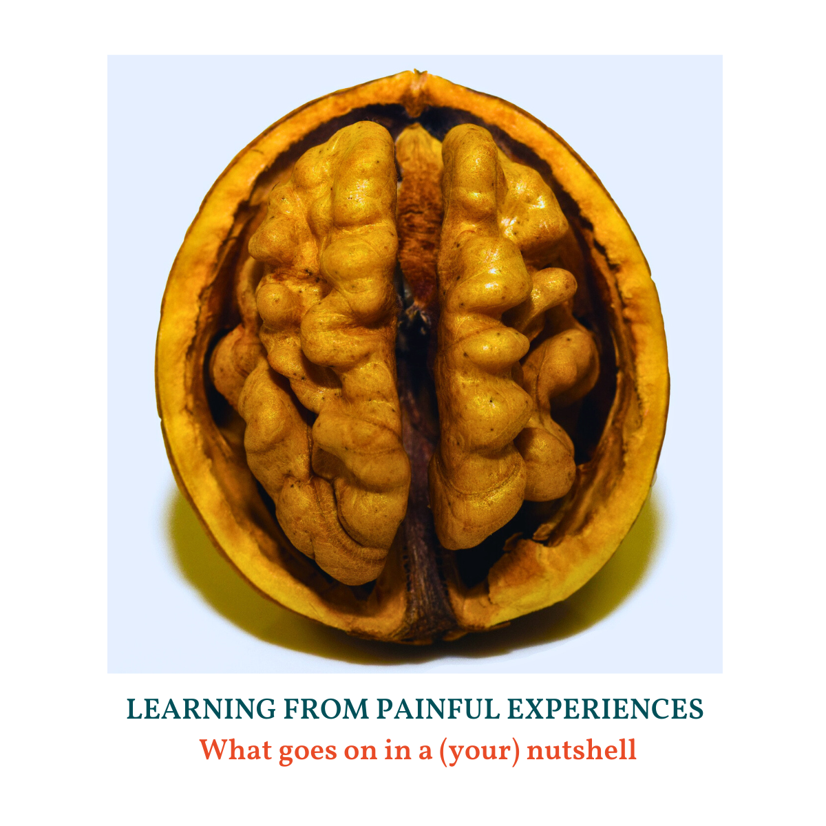 Walnut in shell